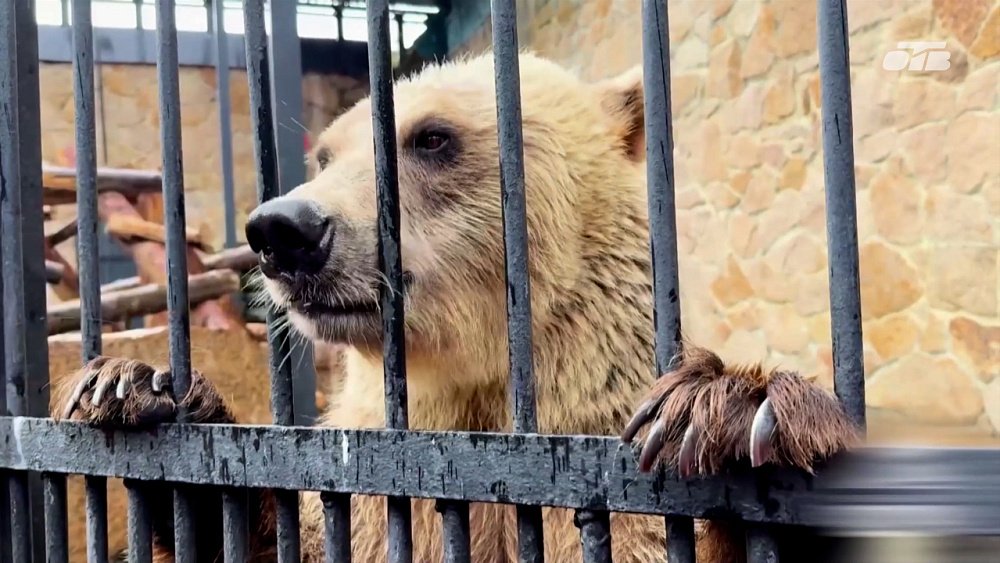 Чем похожи медведица Шкода и харза Принц из Челябинского зоопарка