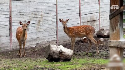 Питомцы из Челябинского зоопарка переезжают в новый дом