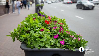 Восемь тысяч новых петуний украсят центр Челябинска