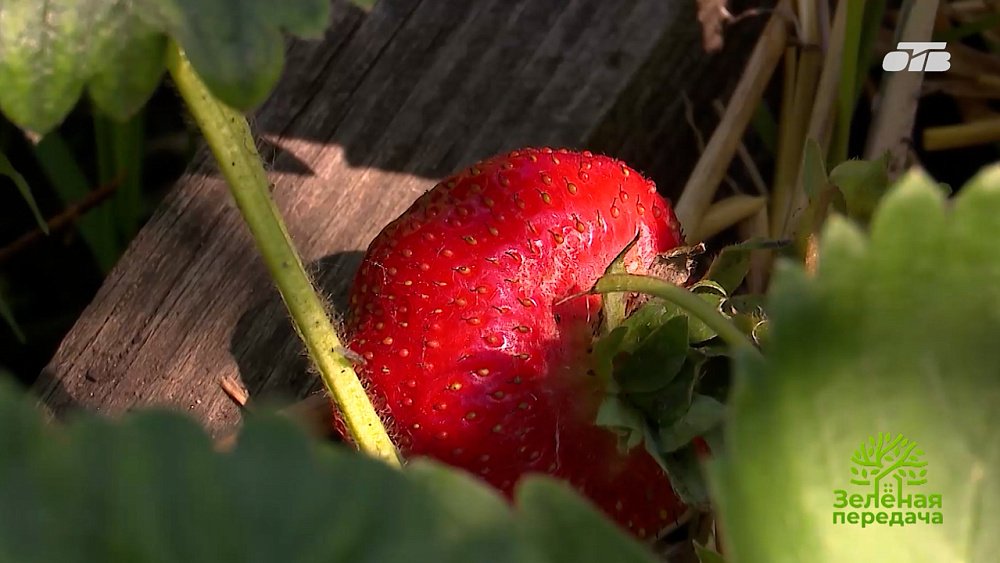 Выращивание гигантской земляники с биогумусом