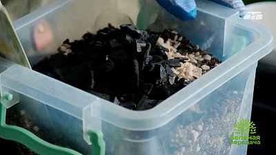 Создание идеальной среды для неприхотливых комнатных растений