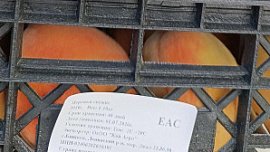 Россельхознадзор не пустил 20 тонн персиков на Южный Урал из Казахстана