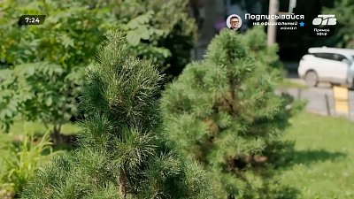 Поговорим о красоте вокруг в сюжете «Оранжерея на парковке»