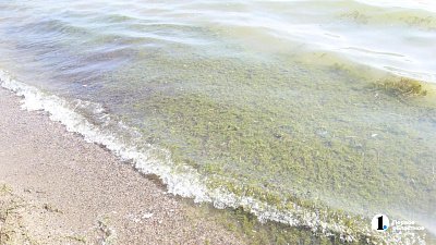 В Челябинске зацвело озеро Смолино: можно ли купаться?