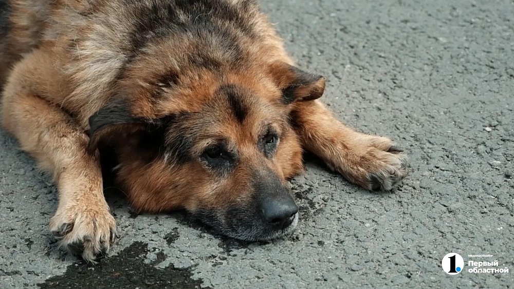 В центре Челябинска собака чуть не погибла от теплового удара