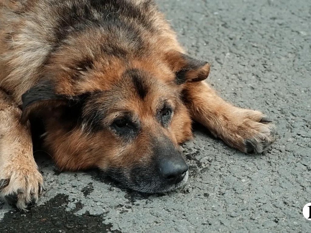 В центре Челябинска собака чуть не погибла от теплового удара