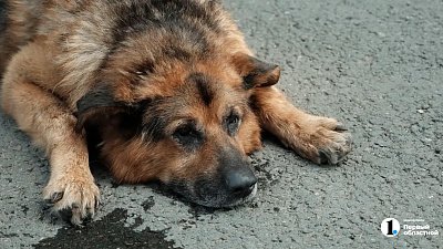 В центре Челябинска собака чуть не погибла от теплового удара