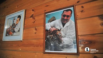 Спасенный в Челябинске тигр Жорик в свои 17 лет поседел и стал ленивым