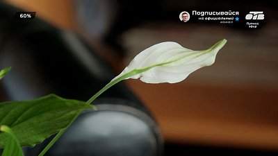 Каким должно быть «женское счастье», выясняем в рубрике «Домашняя оранжерея»