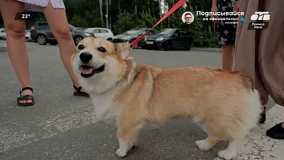 Фотосессия с четвероногим другом в рубрике «Улыбнитесь! Вас снимают!»