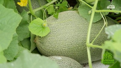 Сочные и сладкие дыни выращивают в Челябинской области
