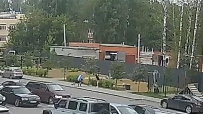 В Челябинске домашняя овчарка загрызла другую собаку