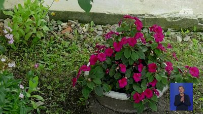 В Кыштыме проходит ежегодный конкурс цветов