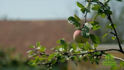 Как спасти деревья после дождей и выбрать растения для участка