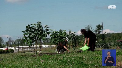 В Магнитогорске высадили сиреневую аллею