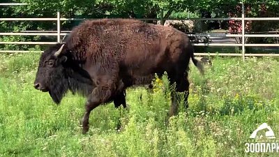 В Челябинский зоопарк привезли годовалого бизона по имени Чероки