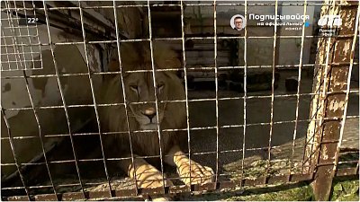 Поздравим царя зверей в прямом включении