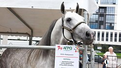 В Челябинске проходит 32‑я выставка-ярмарка «АГРО»