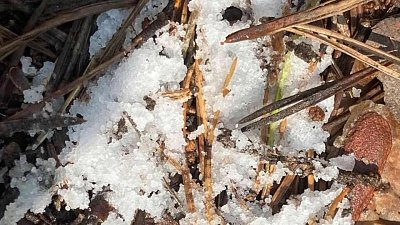 На Таганае обнаружили новый вид грибов, напоминающий рыбью икру