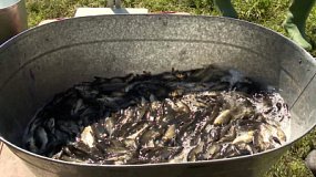 В Шершневское водохранилище выпустили более 11 тысяч особей сазана
