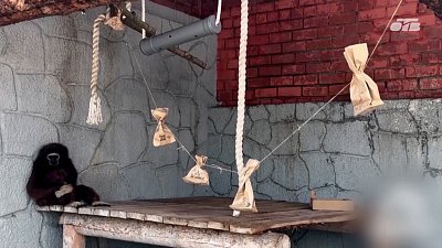 Студенты-биологи провели обогащение вольеров Челябинского зоопарка