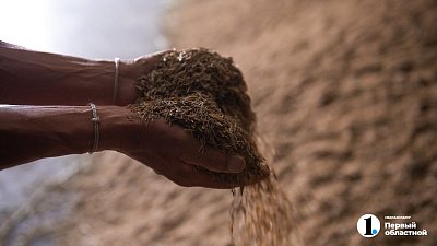 Аграрии Челябинской области собрали уже 226 тысяч тонн зерна