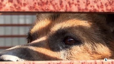 Спасенному челябинскими журналистами псу нужен новый вольер