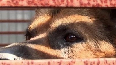 Спасенному челябинскими журналистами псу нужен новый вольер
