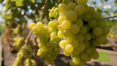 Как уберечь виноград от болезней после затяжных дождей