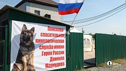 Еще шесть служебных собак отправили в зону СВО из Челябинска