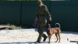 Еще шесть служебных собак отправили в зону СВО из Челябинска