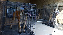 Еще шесть служебных собак отправили в зону СВО из Челябинска