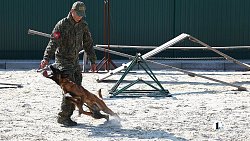 Еще шесть служебных собак отправили в зону СВО из Челябинска