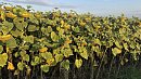 Подсолнечник на полях Южного Урала набирает масло и ждет осенней уборки