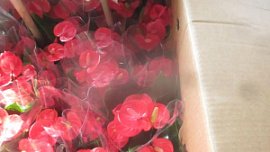 В Челябинскую область ввезли более 66 тысяч цветов в горшках из Китая
