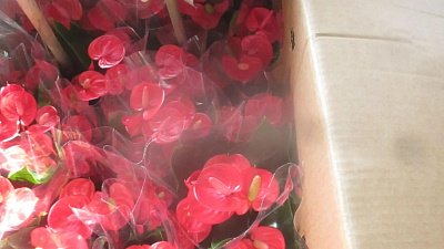В Челябинскую область ввезли более 66 тысяч цветов в горшках из Китая