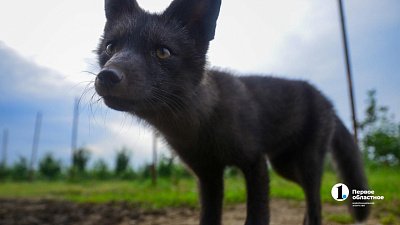 Почему лисы в Челябинской области стали чаще выходить к людям