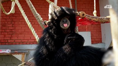 В Челябинском зоопарке обезьяна разгадывает головоломки