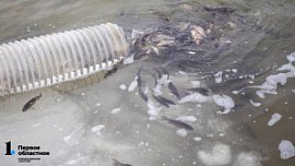 Челябинский производитель рыбы выплатит штраф 300 тысяч рублей за незаконный улов