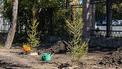 В центре Челябинска на месте пустыря высадят 50 сосен и лиственниц