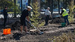 В центре Челябинска на месте пустыря высадят 50 сосен и лиственниц
