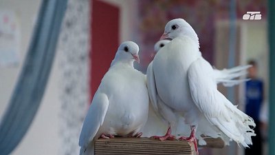 Южноуральские экоактивисты против индустрии свадебных голубей