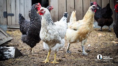 Домашних кур поставят на учет в Челябинской области
