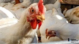 Домашних кур в Челябинской области поставят на учет