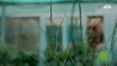 Выбираем декоративные злаки для уральского сада
