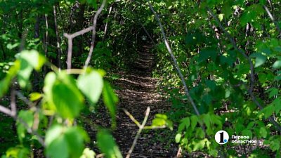 Под Челябинском незаконно срубили 46 берез 
