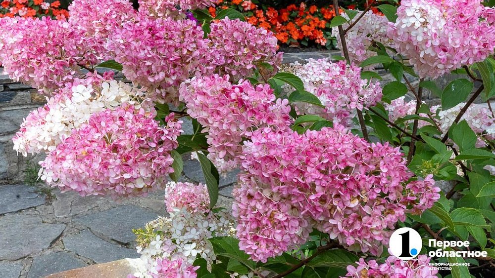 В центре Челябинска высадили гортензии и хвойные по дендроплану