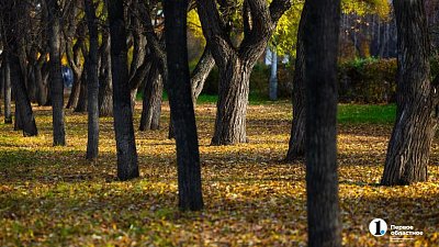 Аллергия может усилиться во время бабьего лета