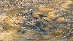 В Челябинске выпустили более 11 тысяч мальков сазана в Шершневское водохранилище
