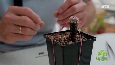 Как и зачем прививать кактусы